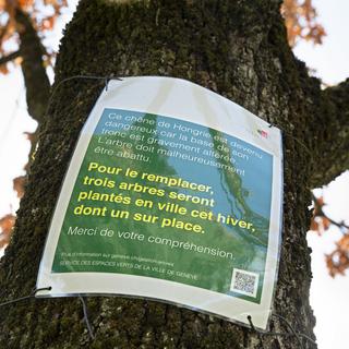 Une pancarte explicative sur le motif d'abattage à Genève. [Keystone - Salvatore Di Nolf]