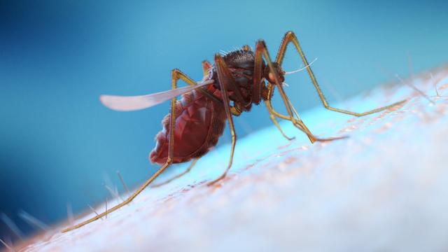Image d'illustration d'un moustique sur une peau humaine. [AFP - Sebastian Kaulitzki / Science photo Library]