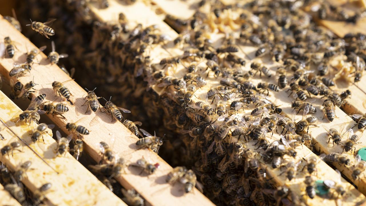 Des abeilles dans une ruche à Zurich. [Keystone - Gaetan Bally]