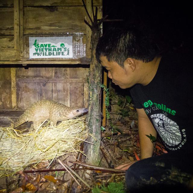Thai Van Nguyen, directeur de l'organisation Save Vietnam's Wildlife (SVW), a reçu le prix Goldman pour l'environnement 2021. Ici, il relâche "Maracle" et sa maman dans la réserve naturelle de Sao La. [Save Vietnam's Wildlife]