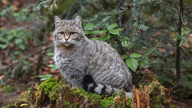 A la rencontre de cinq vertébrés suisses avec le dessinateur Marcel Barelli, auteur du "Bestiaire helvétique". Ici le chat sauvage d'Europe. [RTS]