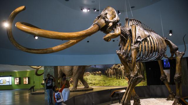 Fin de confinement aux musées pour les mammouths? L'entreprise Colossal y croit, en voulant leur redonner la vie. [AFP - PATRICK T. FALLON]