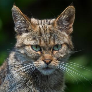 Le chat, un animal sauvage en Suisse.
DHDeposit18
Depositphotos [DHDeposit18]