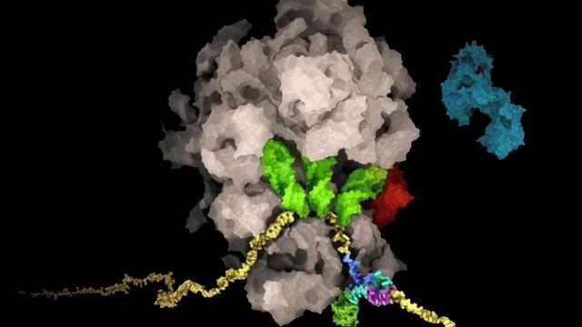 Le SARS-CoV-2, à l'origine du Covid-19, induit un décalage du cadre de lecture en repliant son ARN d'une manière inhabituelle et complexe. [Said Sannuga, Cellscape.co.uk / ETH Zurich, The Ban Lab]