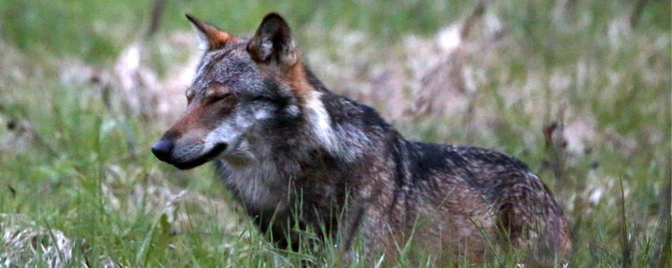 La présence du loup, objet de controverses en Suisse. [Keystone - Marco Schmidt]