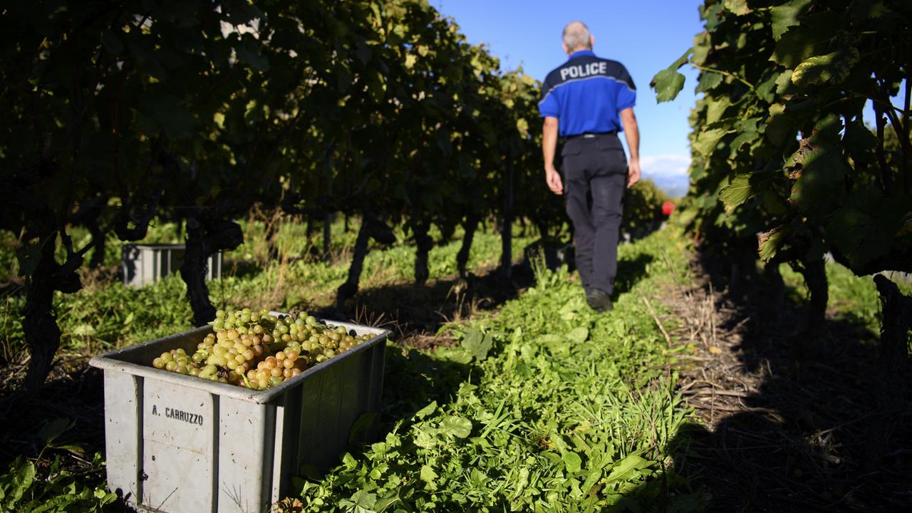 Un policier de la police municipale effectue une ronde de surveillance dans les vignes afin de lutter contre le vol de raisin à Chamoson, en Valais. [KEYSTONE - Laurent Gillieron]