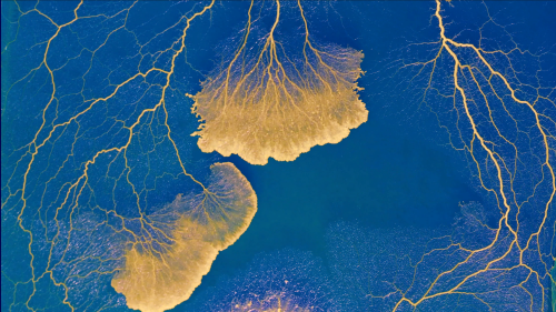 Un Physarum polycephalum, communément appelé "blob", est un organisme unicellulaire dépourvu de système nerveux. [CNRS - Audrey Dussutour]