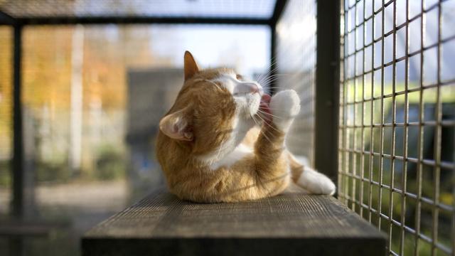 Une pension pour animaux dans le canton de Zurich. [Keystone - Martin Ruetschi]