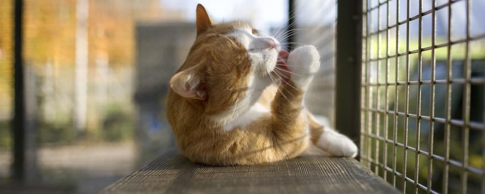 Une pension pour animaux dans le canton de Zurich. [Keystone - Martin Ruetschi]