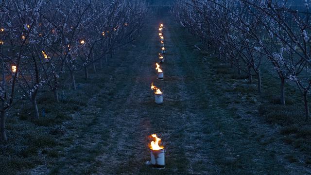 Semaine de tous les dangers pour les producteurs suisses de fruits. [KEYSTONE - LAURENT GILLIERON]