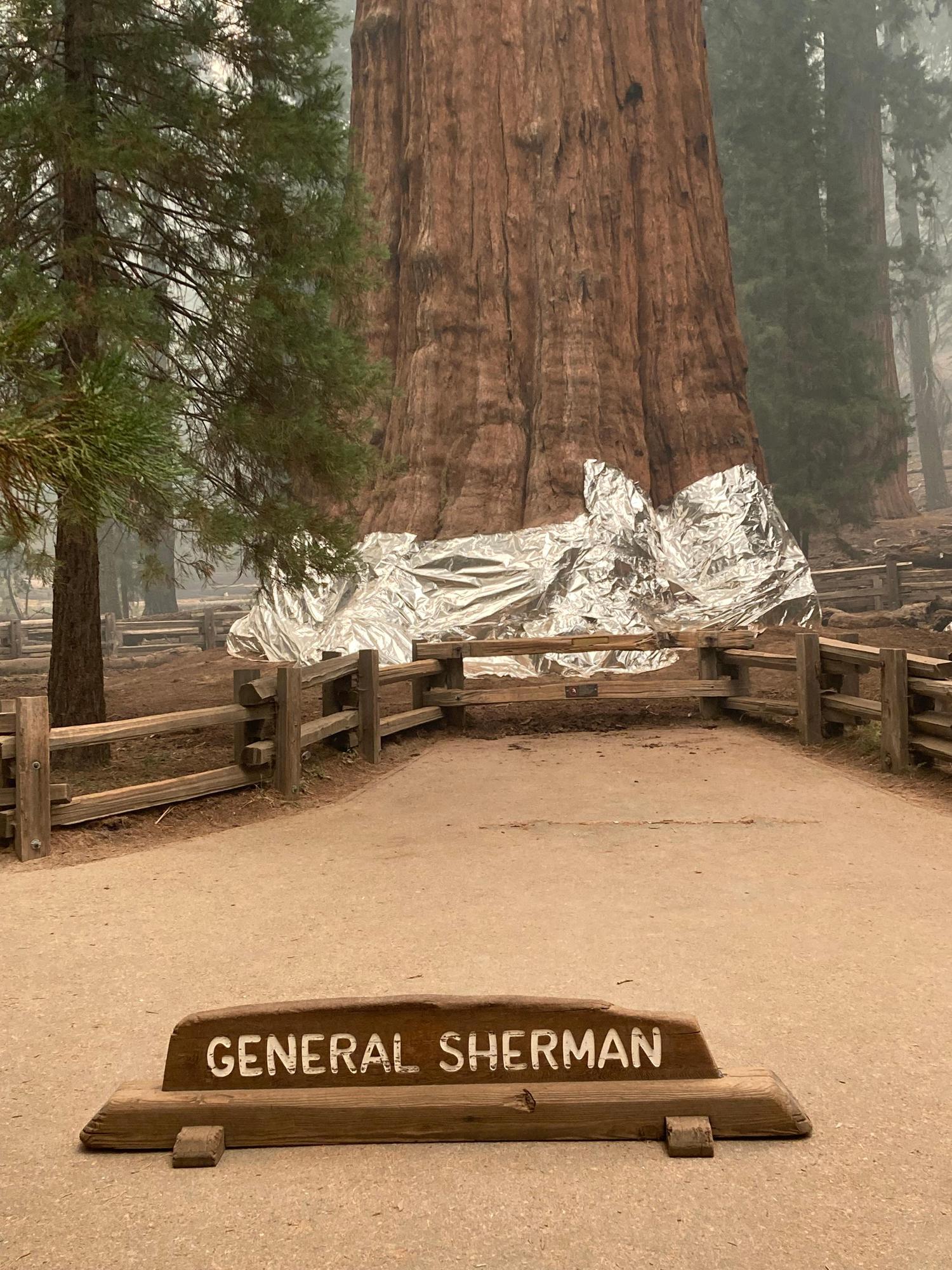Le séquoia "Général Sherman" est emballé dans des feuilles d'aluminium, posées par les pompiers californiens. [AFP - National Park Service]