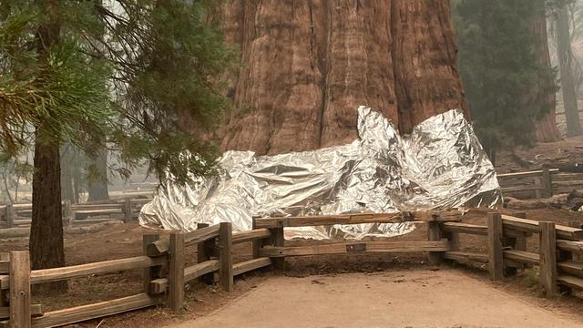 Le séquoia "Général Sherman" est emballé dans des feuilles d'aluminium, posées par les pompiers californiens. [AFP - National Park Service]