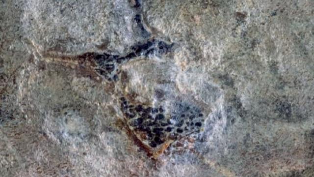 Un "dragon volant" du jurassique a été identifié pour la première fois dans l'hémisphère sud. [Acta Palaeontologica Polonica - Jhonatan Alarcón-Muñoz]