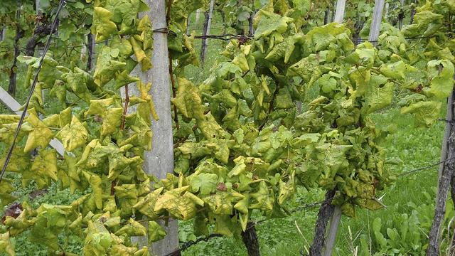 Une vigne atteinte de flavescence dorée (variété Scheurebe). [Wikimédia/CC BY 2.0 - Sabrina Herndl-Lanz]