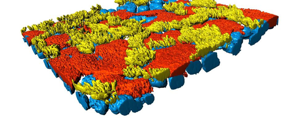 Pour éviter la souffrance animale après une infection expérimentale au coronavirus, l'équipe de recherche a mis au point un modèle avancé de culture cellulaire à partir des tissus d'animaux décédés. [ifik.unibe.ch - Ronald Dijkman]