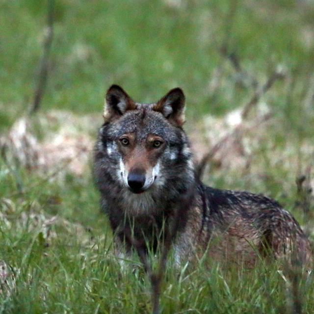 Le Valais a recensé 22 loups différents en 2021 [keystone - Marco Schmidt]