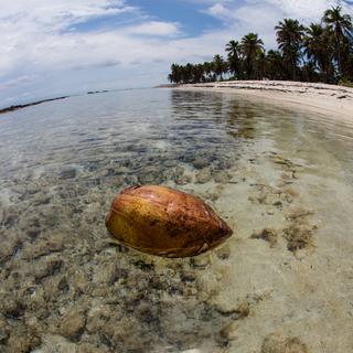 Une noix de coco flottante. [Depositphotos - ead72]