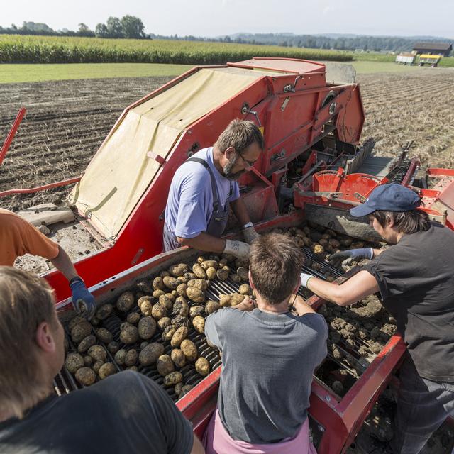 La récolte des pommes de terre dans le canton de Fribourg. [Keystone - Gaetan Bally]