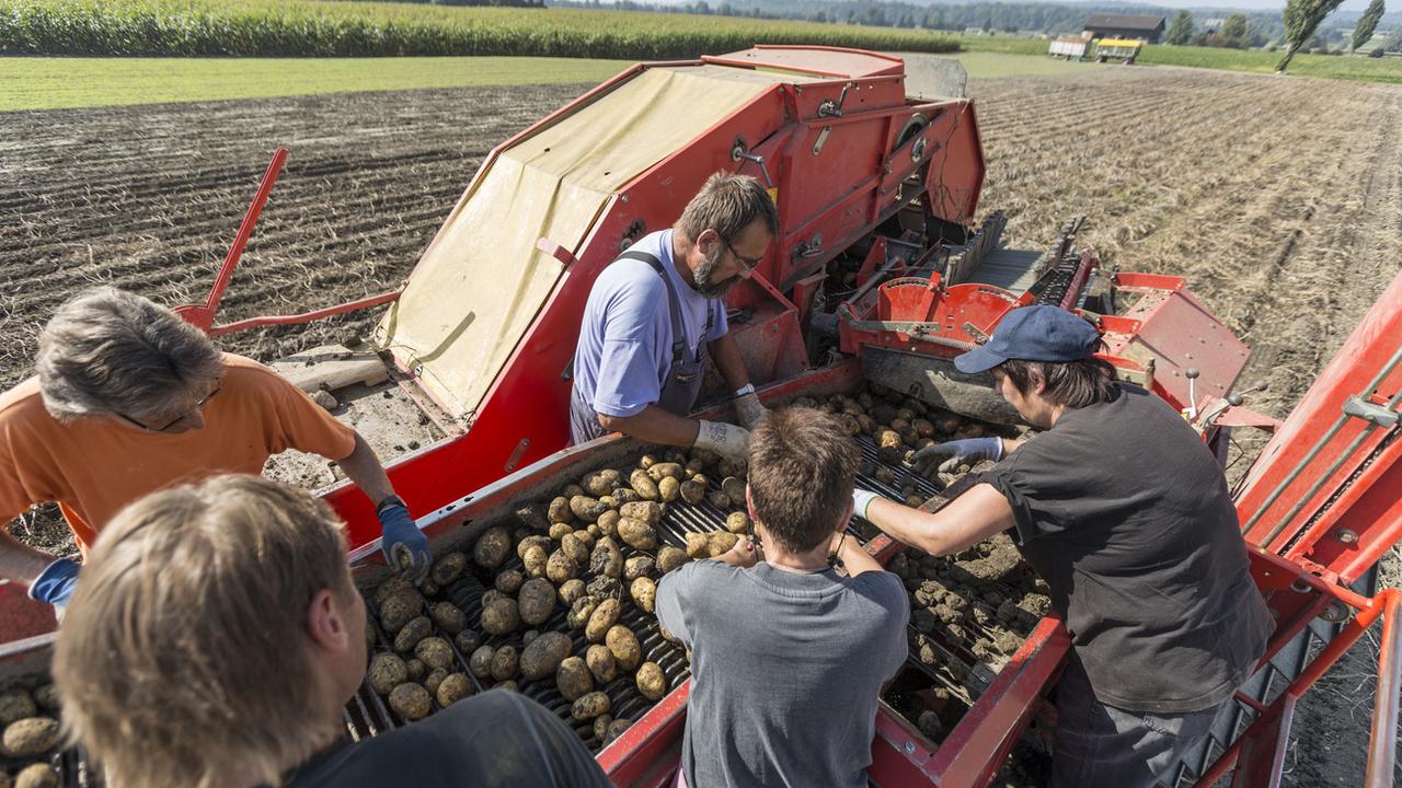 La récolte des pommes de terre dans le canton de Fribourg. [Keystone - Gaetan Bally]