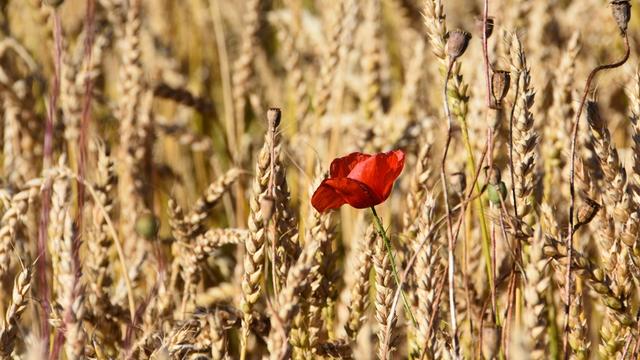 Le CF veut prolonger une fois encore le moratoire sur les OGM. [RTS - Gaël Klein]