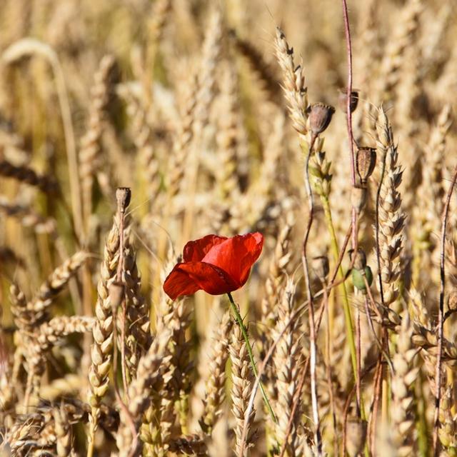 Le CF veut prolonger une fois encore le moratoire sur les OGM. [RTS - Gaël Klein]