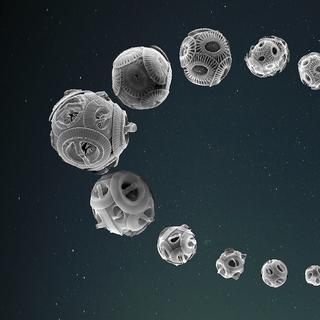 Les coccolithophores, qui constituent une part importante du phytoplancton, ont évolué au rythme de l’excentricité de l’orbite terrestre.
Luc BEAUFORT/CNRS
CEREGE [CEREGE - Luc BEAUFORT/CNRS]