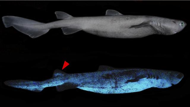 Le requin liche bioluminescent. [Frontiers in Marine Science]