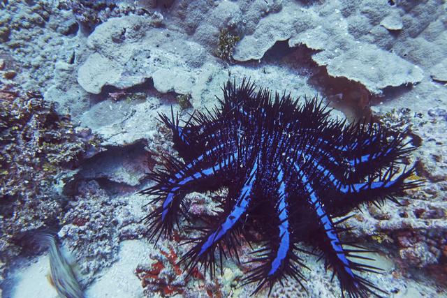 Un acanthaster pourpre sur un récif corallien tropical, aux Maldives, dans l'océan Indien. [AFP - Nigel Hicks / Robert Harding RF]