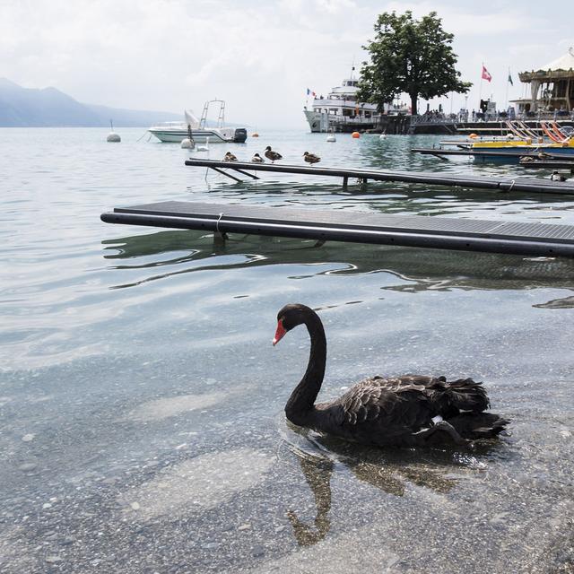 Un cygne noir navigue sur le lac Léman à Vevey. [Keystone - Jean-Christophe Bott]