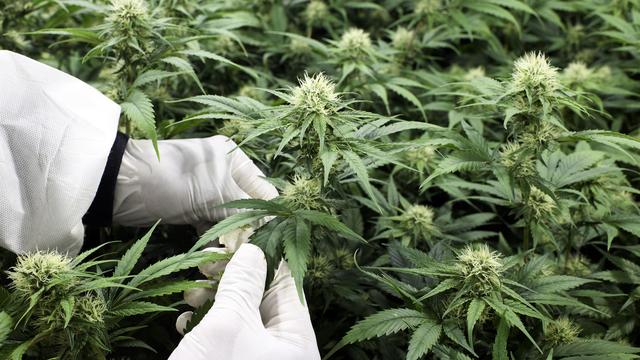 Le cannabis sera vendu à Zurich de manière parfaitement légale [KEYSTONE - ANTHONY ANEX]