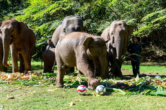 Les éléphants d'Asie - ici en Chine - sont presque identiques génétiquement aux mammouths, selon la firme américaine Colossal. Image d'illustration [AFP - QIANLONG / IMAGINECHINA]