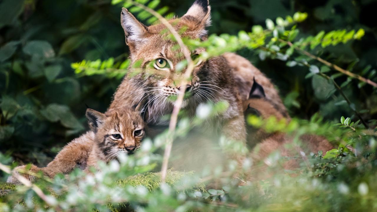 Le lynx prend de plus en plus ses aises sur le Plateau (image d'illustration). [Keystone - Jean-Christophe Bott]