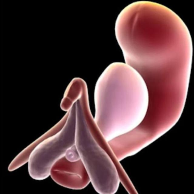 Représentation tridimensionnelle du clitoris avec son système de tissu érectile associé, la vessie urinaire et l'utérus. [Wikimedia - Helen O'Connell]