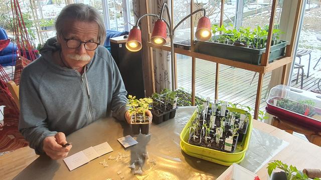 Jacques Maillard, horticulteur retraité, veille sur ses plantons de tomates greffés. [RTS - Xavier Bloch]