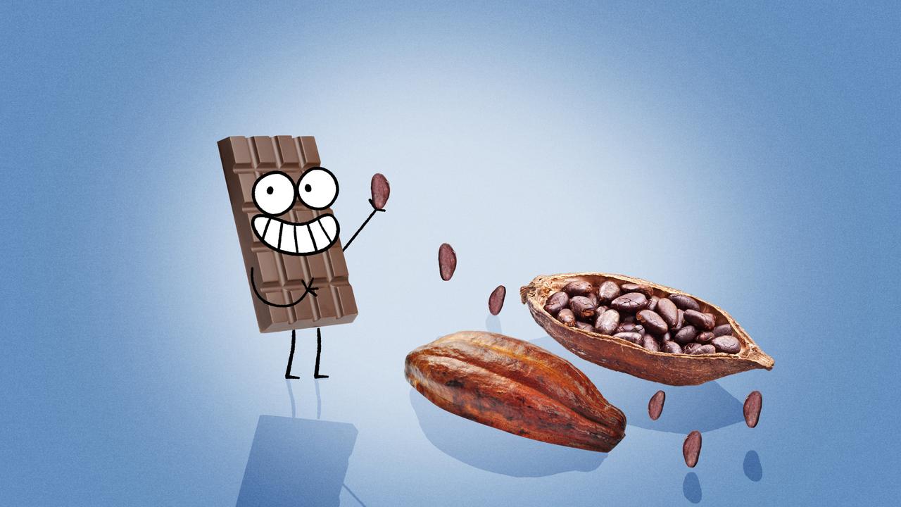 Comment ça pousse, le chocolat? [RTS Découverte - Cartoonbase]