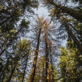 Gestion des forêts  et énergie du bois. [Keystone - Urs Flueeler]