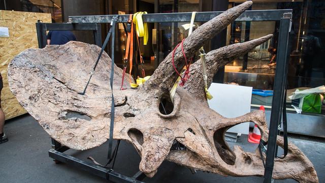 Mardi 31 août: le crâne fossilisé d'un tricératops va être vendu aux enchères par la maison Drouot. [Keystone - EPA/Christophe Petit Tesson]