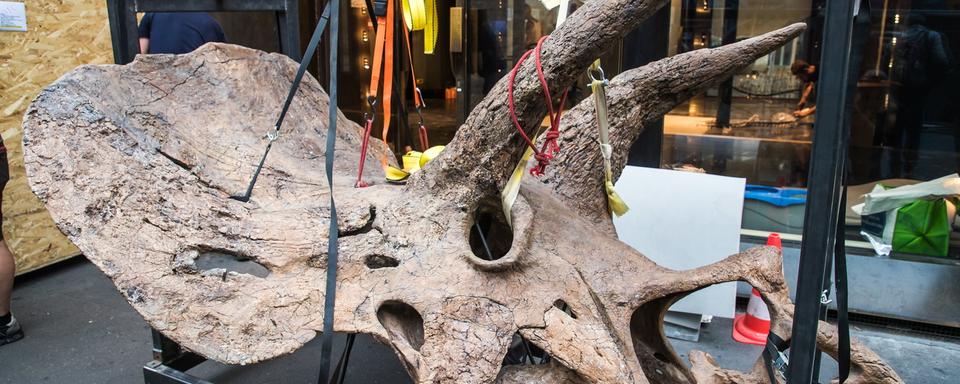 Mardi 31 août: le crâne fossilisé d'un tricératops va être vendu aux enchères par la maison Drouot. [Keystone - EPA/Christophe Petit Tesson]