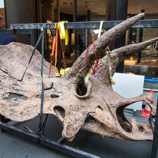 Mardi 31 août: le crâne fossilisé d'un tricératops va être vendu aux enchères par la maison Drouot. [Keystone - EPA/Christophe Petit Tesson]