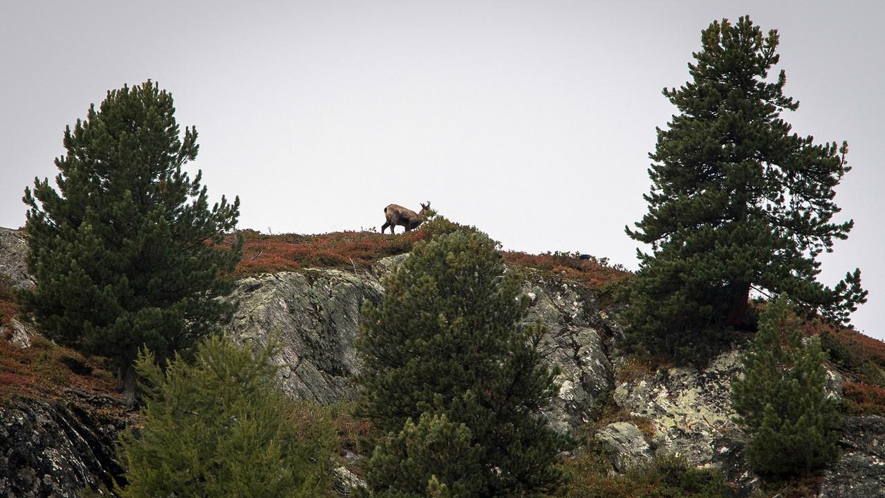 Un chamois à Siviez. [KEYSTONE - Olivier Maire]