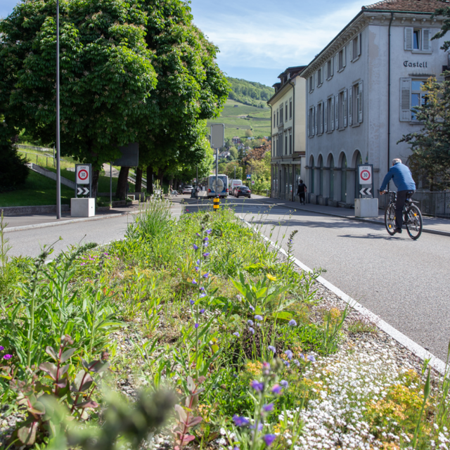 Dans le projet "Quand la nature rencontre la ville", de nombreuses petites bordures de route ont été conçues comme des zones rudérales avec une variété de flore locale, comme ici dans la ville de Baden. [PRIX BINDING - STEFANIE WÜRSCH]