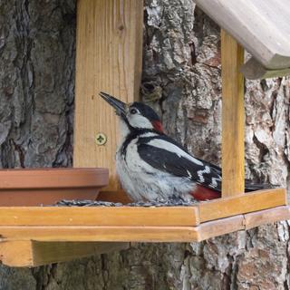 Un pic épeiche à la mangeoire. [Depositphotos - henkeova]