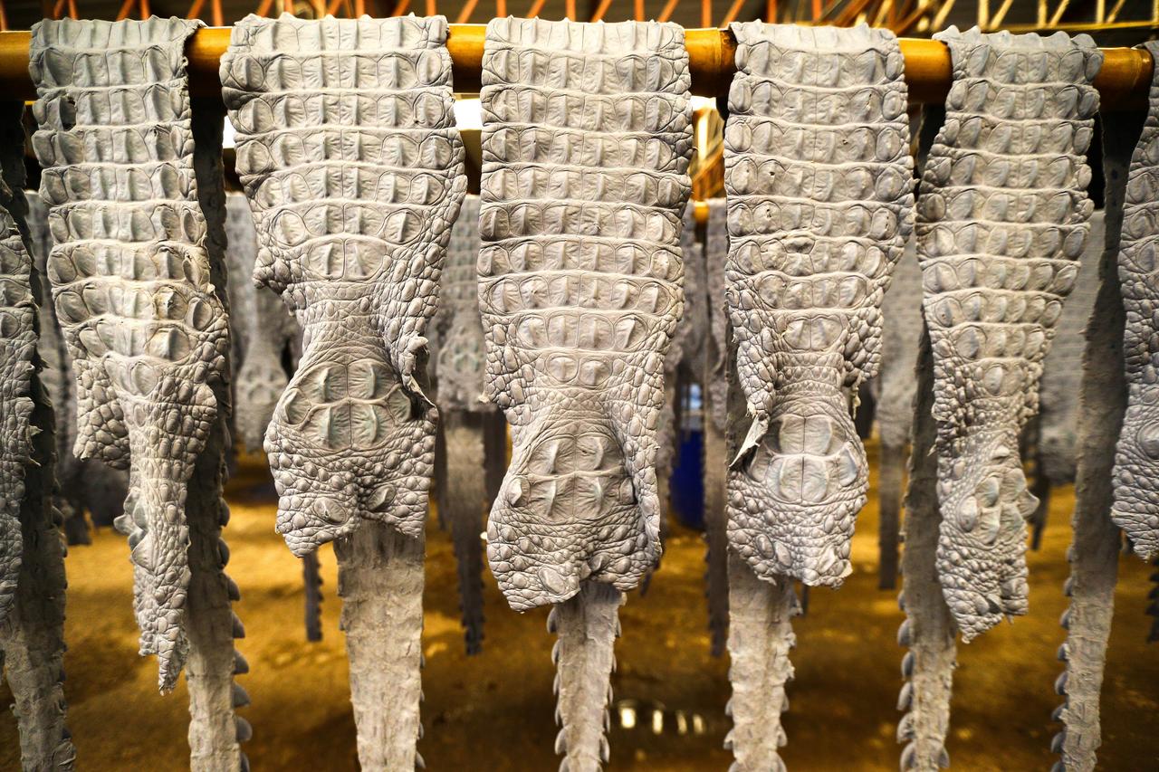 Des peaux de crocodiles dépecés dans une tannerie en Thailande, en 2017. [Reuters - Athit Perawongmetha]