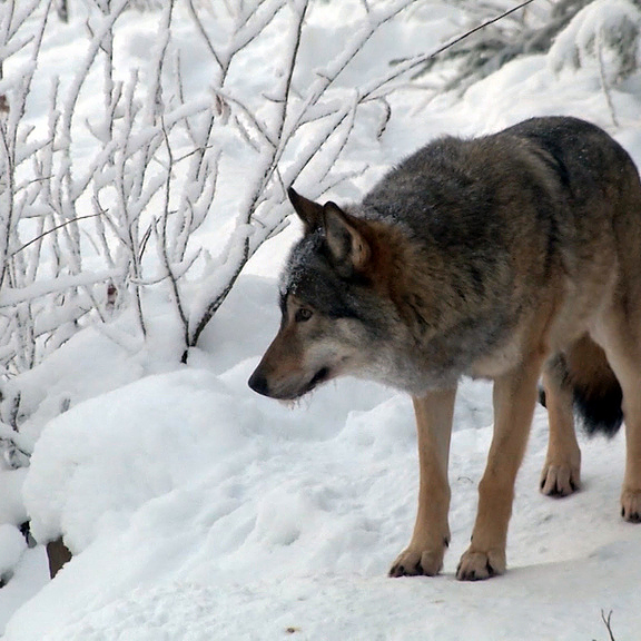 Le nombre de loups augmente dans notre pays. [AP/Keystone]