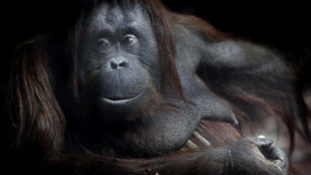 Un orang-outan de Bornéo au Parc Zoologique de Paris. [AFP - Manuel Cohen]