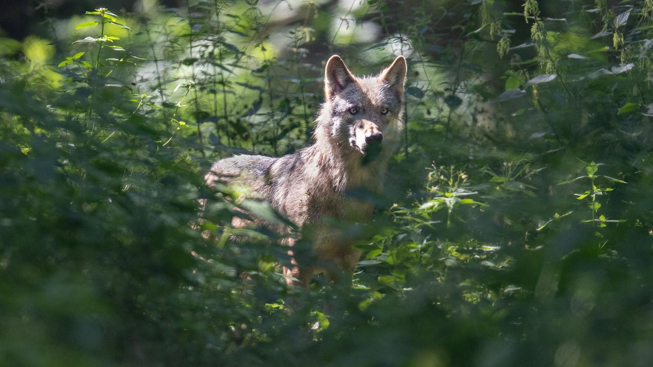 Un loup à Hanau, dans le Land de Hesse en Allemagne, le 26 juillet 2021. [dpa/Keystone - Boris Roessier]