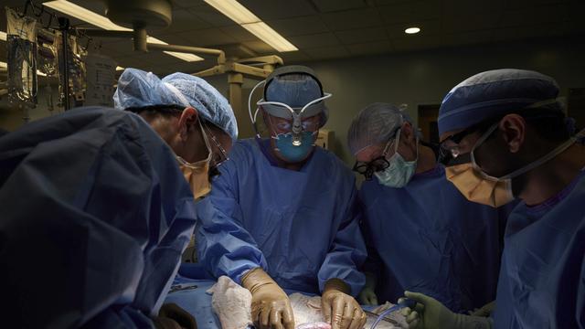 Une transplantation entre un porc et un humain a eu lieu à New York. [NYU Langone Health/Keystone - Joe Carrotta]