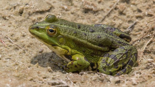 Grenouille rieuse jeune adulte de profil sur un sol sablonneux. [CC BY-SA 4.0 - Charles J. Sharp]