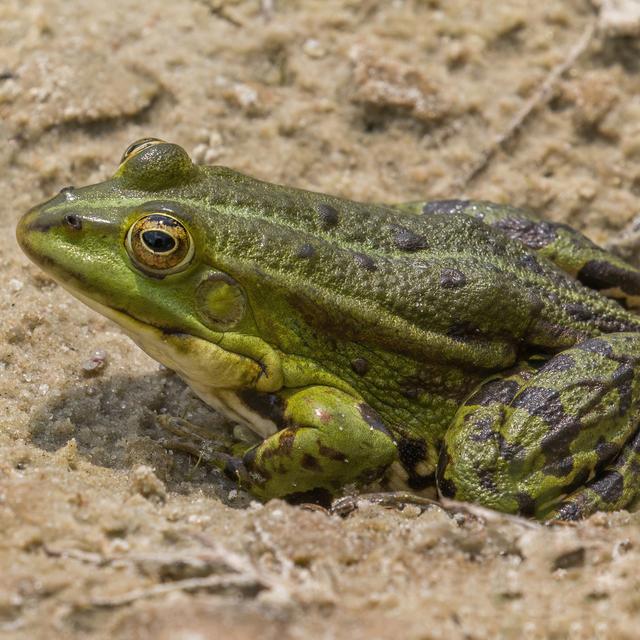 Grenouille rieuse jeune adulte de profil sur un sol sablonneux. [CC BY-SA 4.0 - Charles J. Sharp]