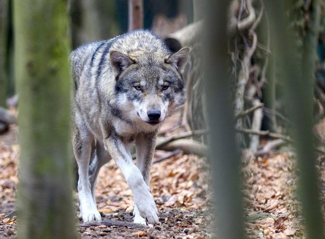 L'initiative "Pour un canton du Valais sans grands prédateurs" soumise aux urnes le 28 novembre ne demande pas l'éradication du loup en Valais, affirment ses partisans. [Keystone - Klaus-Dietmar Gabbert]